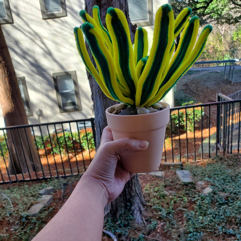 Vibrant Green and Yellow Snake Plant  in Pot / Handmade